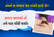 તમને જ મચ્છર કેમ વધારે કરડે છે? કારણ જાણશો તો તમે પણ ચોંકી જશો! : Mosquitoes Bite You?